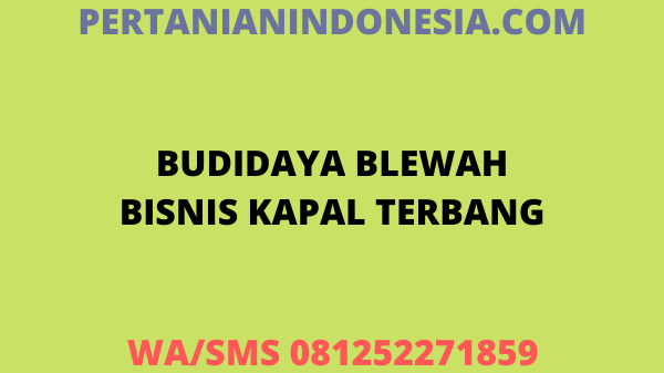 Budidaya Blewah Bisnis Kapal Terbang